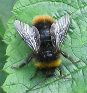 Bombus lapidarius